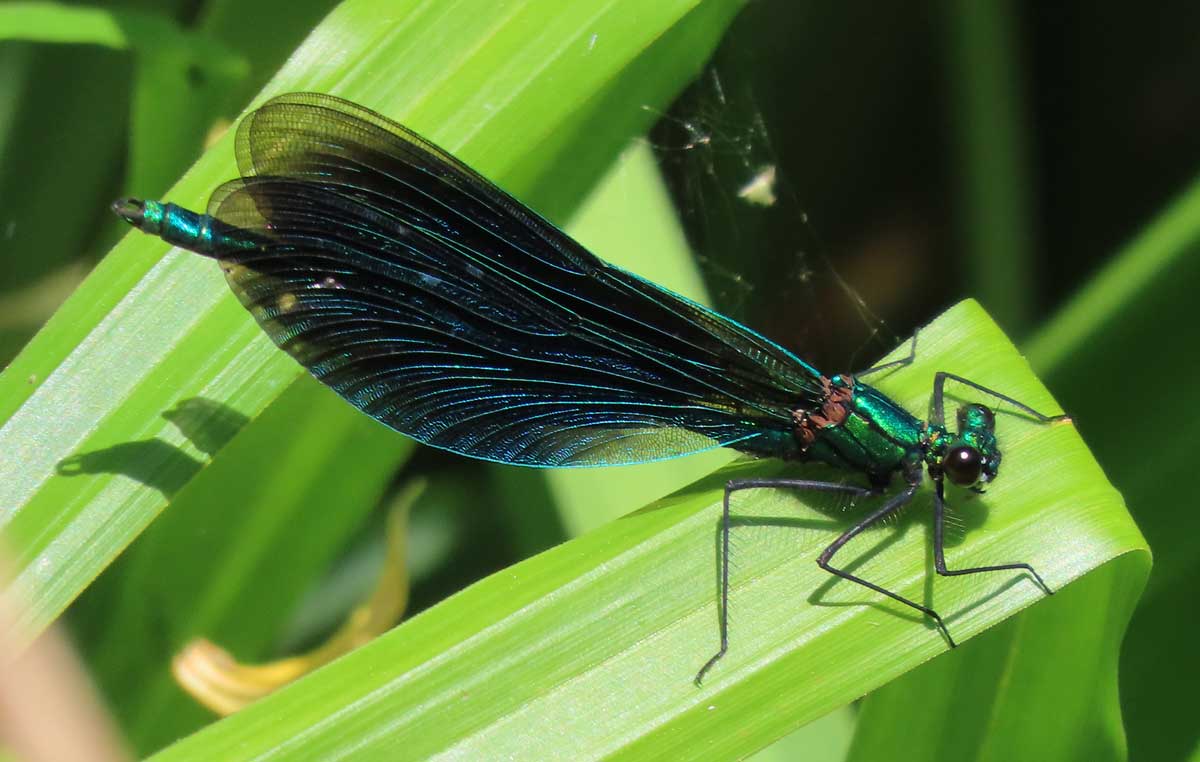 Calopteryx_splendens